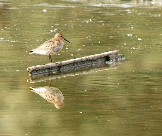 Bécasseau variable  - Patricia Marmeys Fatton