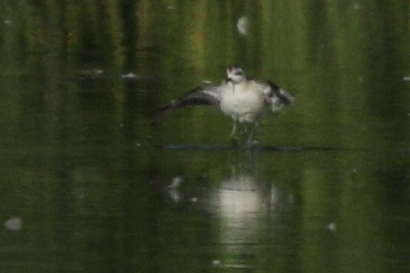 Phalarope à bec étroit  - Martin Trachsel