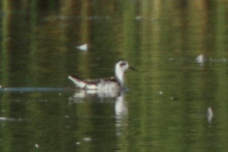 Phalarope à bec étroit  - Martin Trachsel