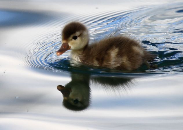 Nette rousse  - Evelyne Pellaton