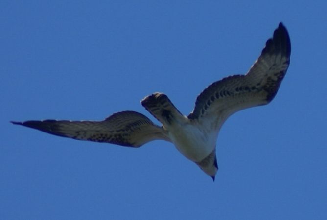 Balbuzard pêcheur  - Daniela Heldner