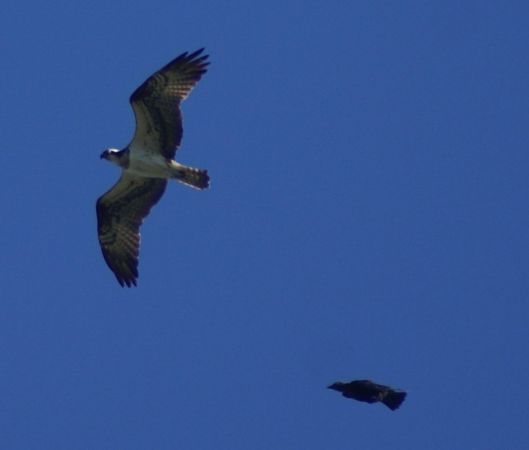 Balbuzard pêcheur  - Daniela Heldner