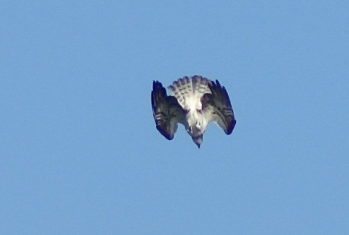 Balbuzard pêcheur  - Daniela Heldner