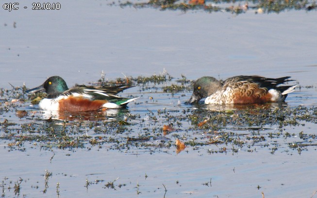 Canard souchet  - Patricia Marmeys Fatton