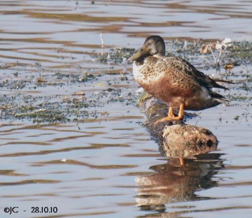 Canard souchet  - Patricia Marmeys Fatton