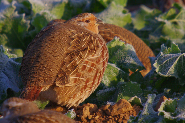 Perdrix grise  - Pascal Curty