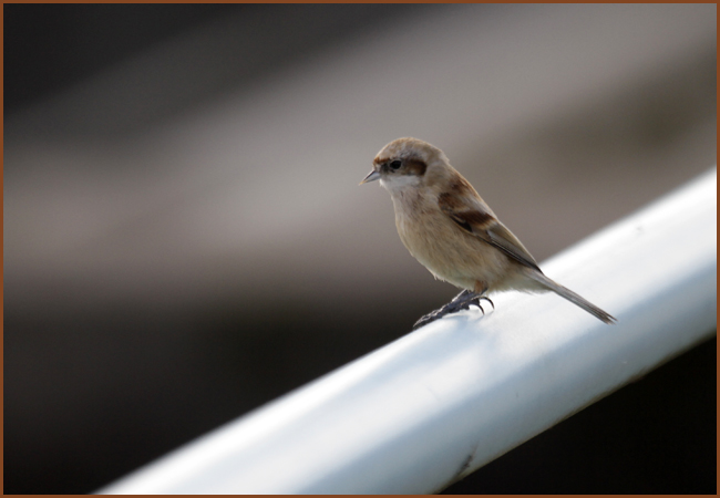 Rémiz penduline  - Samy Mayor