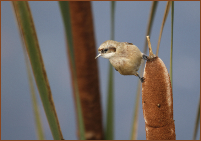 Rémiz penduline  - Samy Mayor
