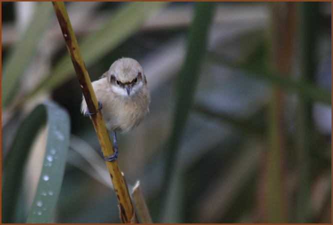 Rémiz penduline  - Samy Mayor