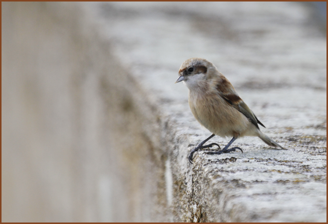 Rémiz penduline  - Samy Mayor