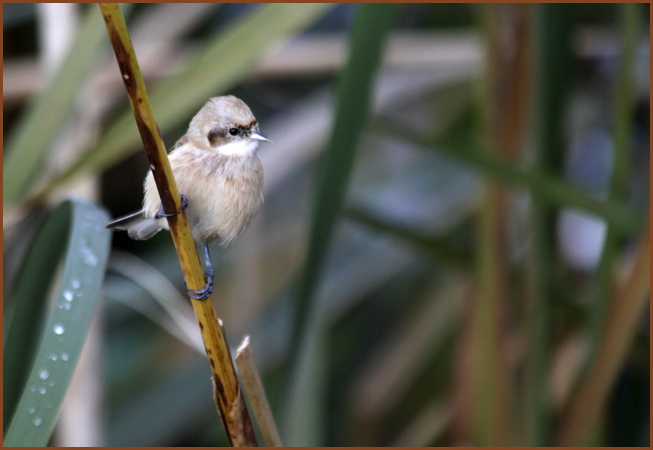 Rémiz penduline  - Samy Mayor