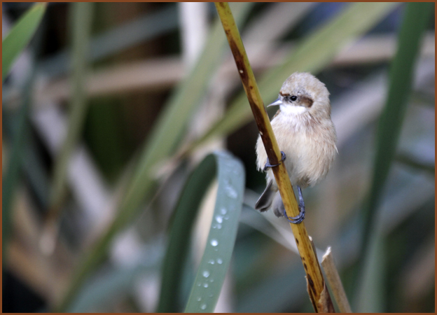 Rémiz penduline  - Samy Mayor