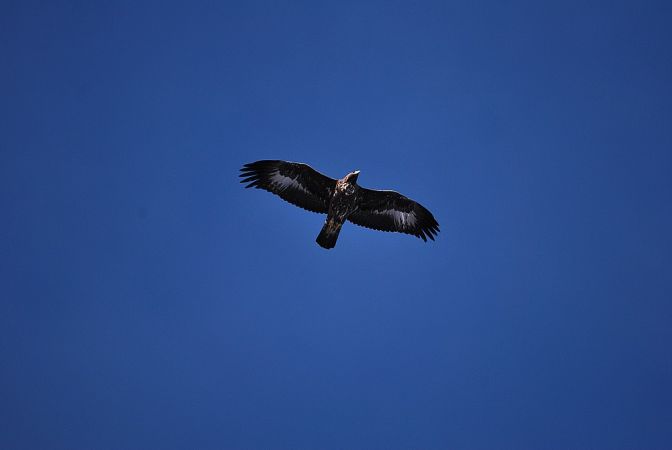 Aigle royal  - Sébastien Tinguely