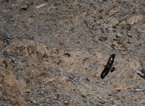 Aigle royal  - Sébastien Tinguely