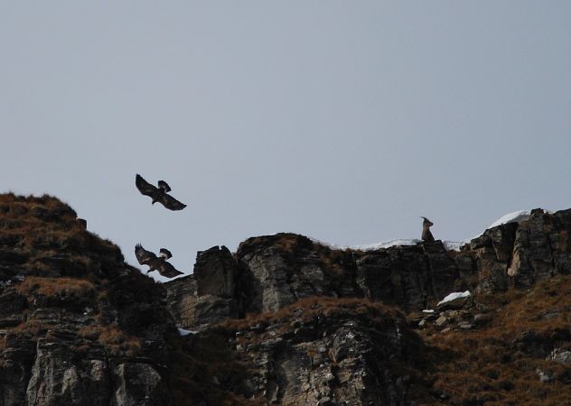 Aigle royal  - Sébastien Tinguely