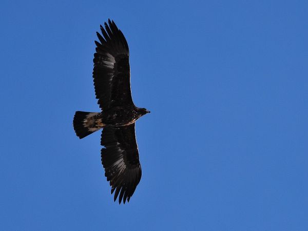 Aquila reale  - Sébastien Tinguely