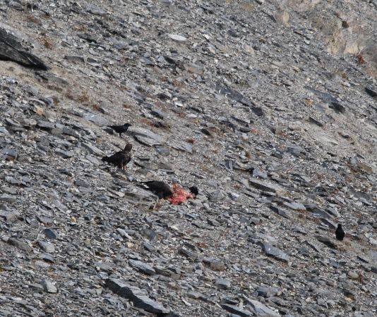 Aigle royal  - Sébastien Tinguely