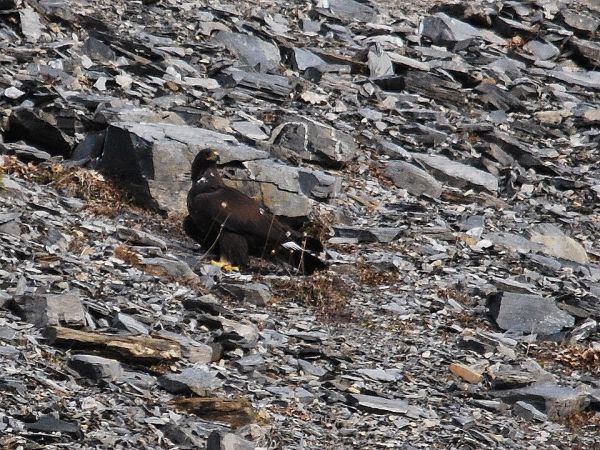 Aigle royal  - Sébastien Tinguely