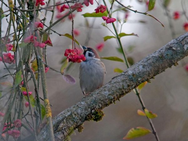 Moineau friquet  - Thomas Sieber