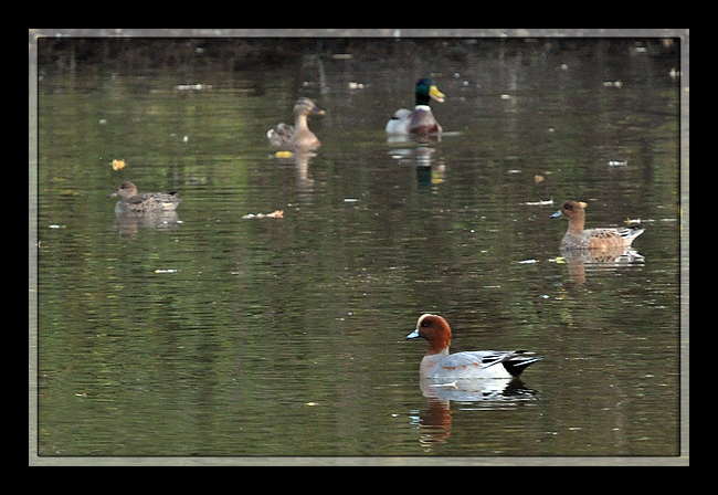 Canard siffleur  - Manuel Firmino