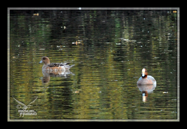 Canard siffleur  - Manuel Firmino