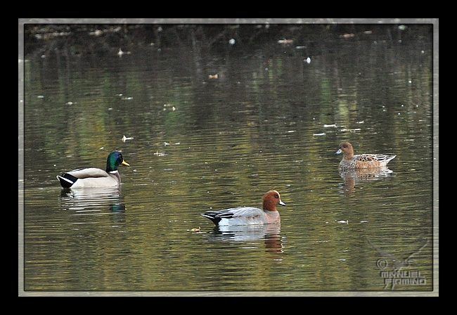 Canard siffleur  - Manuel Firmino