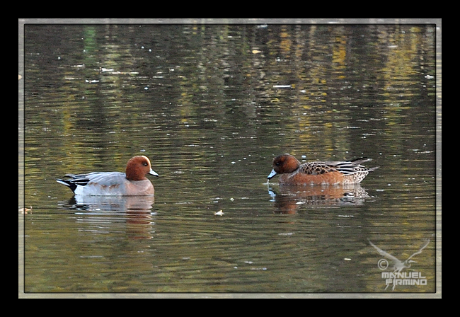 Canard siffleur  - Manuel Firmino