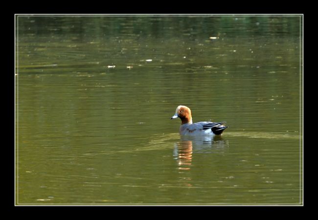 Canard siffleur  - Manuel Firmino