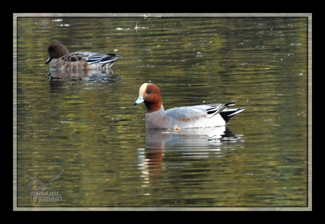 Canard siffleur  - Manuel Firmino