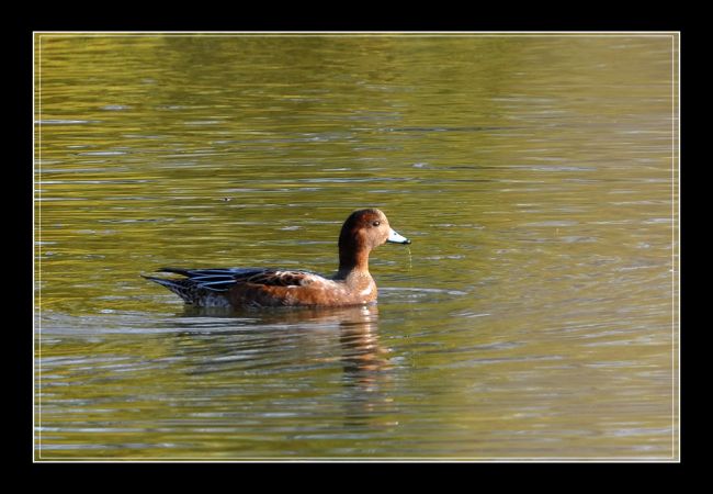 Canard siffleur  - Manuel Firmino