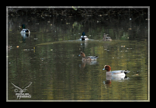 Canard siffleur  - Manuel Firmino