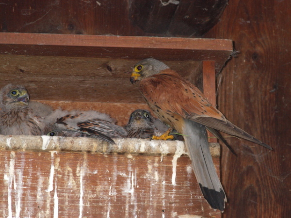 Faucon crécerelle  - Fredy Buchmann