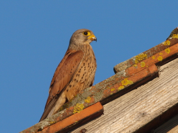 Faucon crécerelle  - Fredy Buchmann