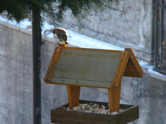 Alpine Accentor  - Mirko Tomasi
