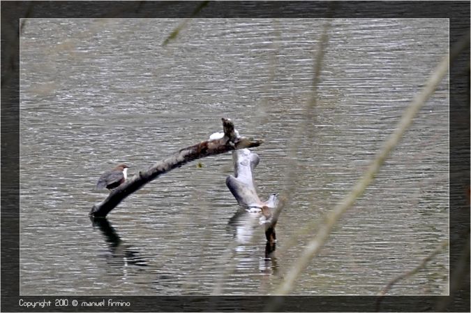 White-throated Dipper  - Manuel Firmino