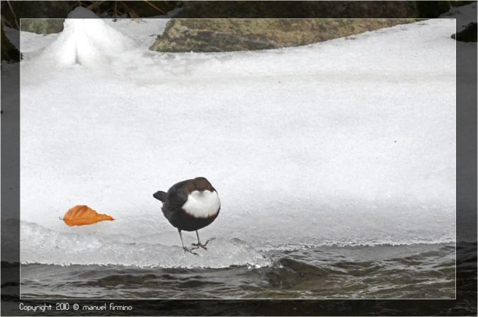 Cincle plongeur  - Manuel Firmino