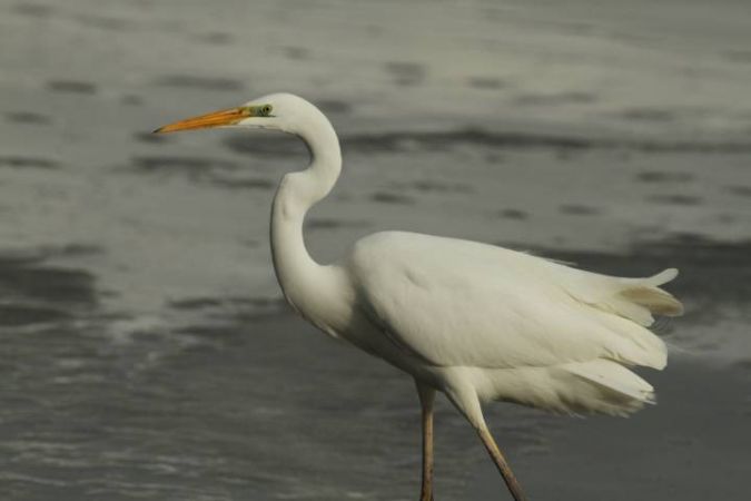 Grande Aigrette  - Tristan Grand-Guillaume-Perrenoud