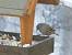Alpine Accentor  - Mirko Tomasi