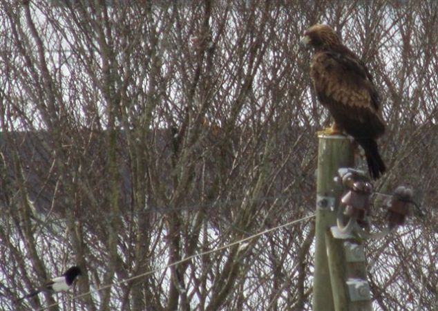 Aigle royal  - Anonyme