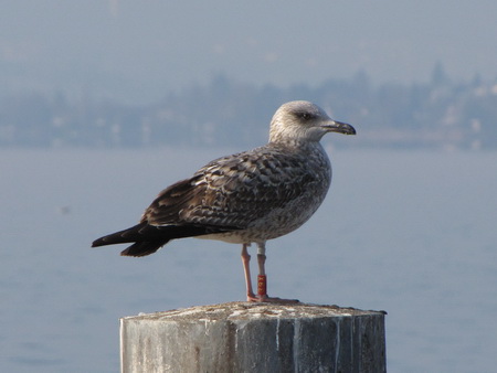 Yellow-legged Gull  - Ernst Weiss