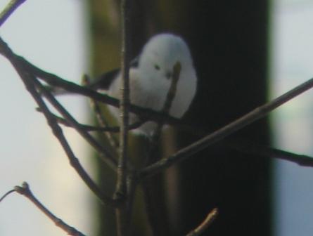 Mésange à longue queue (ssp. caudatus)  - Thomas B. Schwaller
