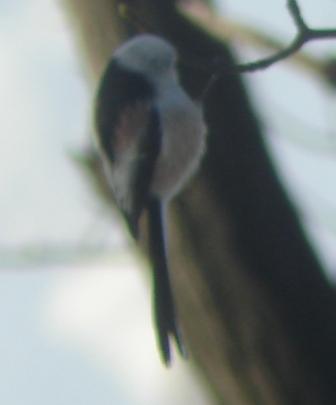 Mésange à longue queue (ssp. caudatus)  - Thomas B. Schwaller