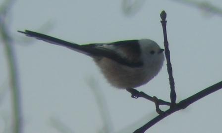 Mésange à longue queue (ssp. caudatus)  - Thomas B. Schwaller