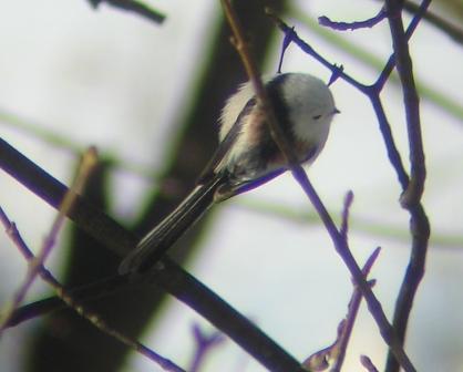 Mésange à longue queue (ssp. caudatus)  - Thomas B. Schwaller