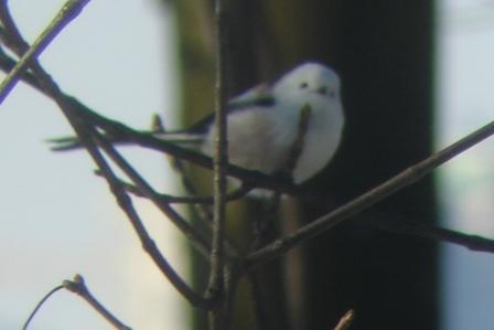 Mésange à longue queue (ssp. caudatus)  - Thomas B. Schwaller