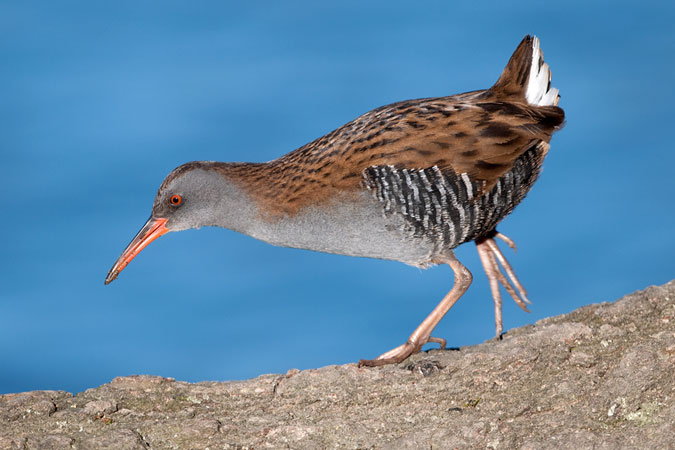 Râle d'eau  - Susanne & Marcel Ruppen