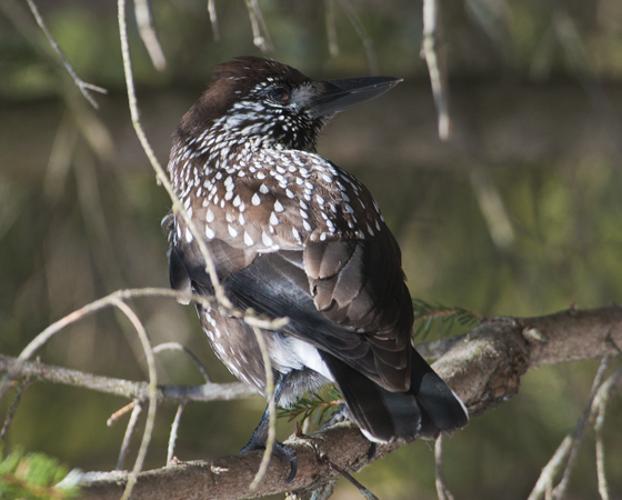 Cassenoix moucheté  - Luca Fraschina
