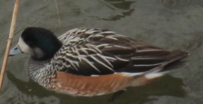 Chiloe Wigeon  - Ruedi Baumann