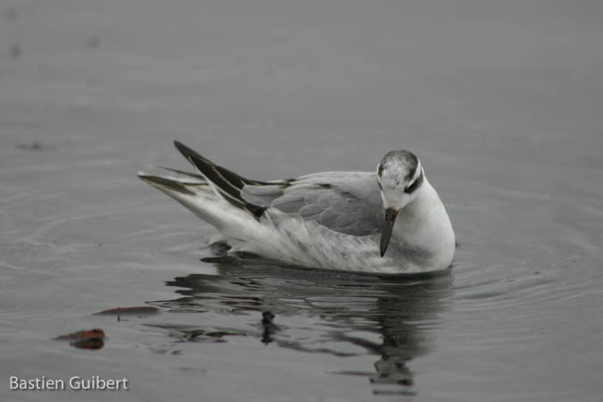Red Phalarope  - Bastien Guibert