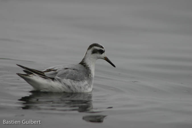 Phalarope à bec large  - Bastien Guibert